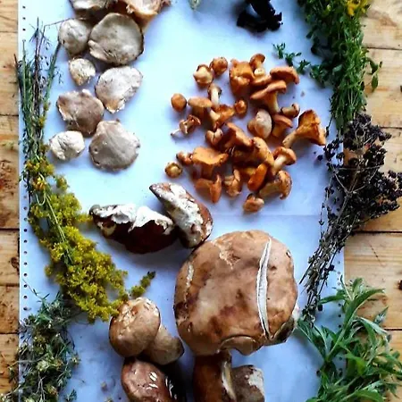 Apartment Kopaonik-gondola 100m