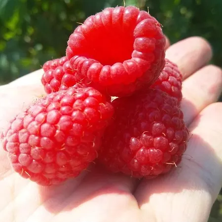 Kopaonik-gondola 100m Apartament Brzeće