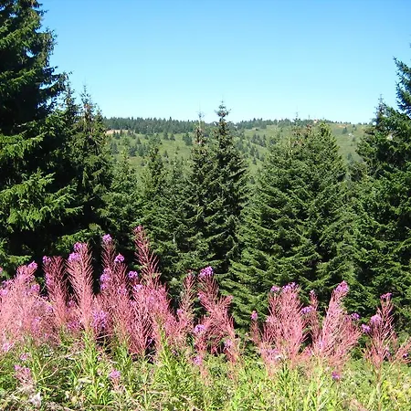 Apartment Kopaonik-gondola 100m