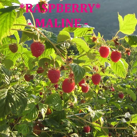 Apartment Kopaonik-gondola 100m Brzece