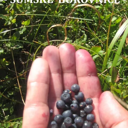 Kopaonik-gondola 100m Apartment