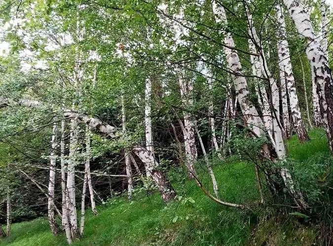 Apartamento Kopaonik-gondola 100m *