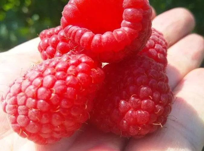 Kopaonik-gondola 100m Apartamento Brzeće