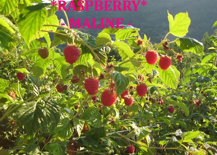 Apartamento Kopaonik-gondola 100m Brzeće