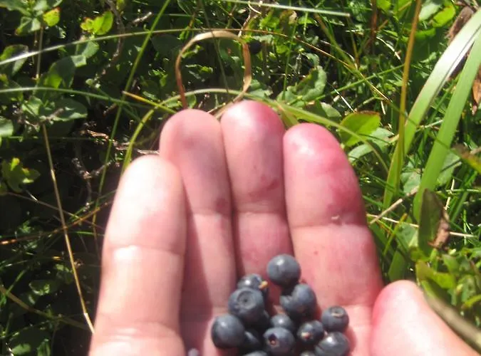 Kopaonik-gondola 100m Apartamento